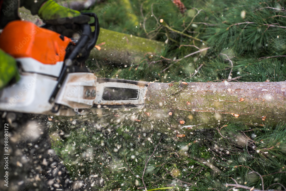 Close-up of lumberjack with chainsaw cutting a tree, midsection. Close-up of lumberjack with chainsaw cutting a tree, midsection.