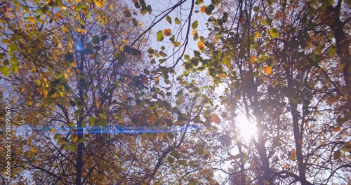 Autumn leaves, trees and park during midday shot in anamorphic slow motion 4K. Shot in anamorphic, it will need to be squeezed vertically or desqueezed horizontally by a factor of 1,25x photo