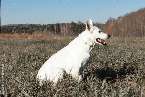 white Swiss shepherd, training in nature