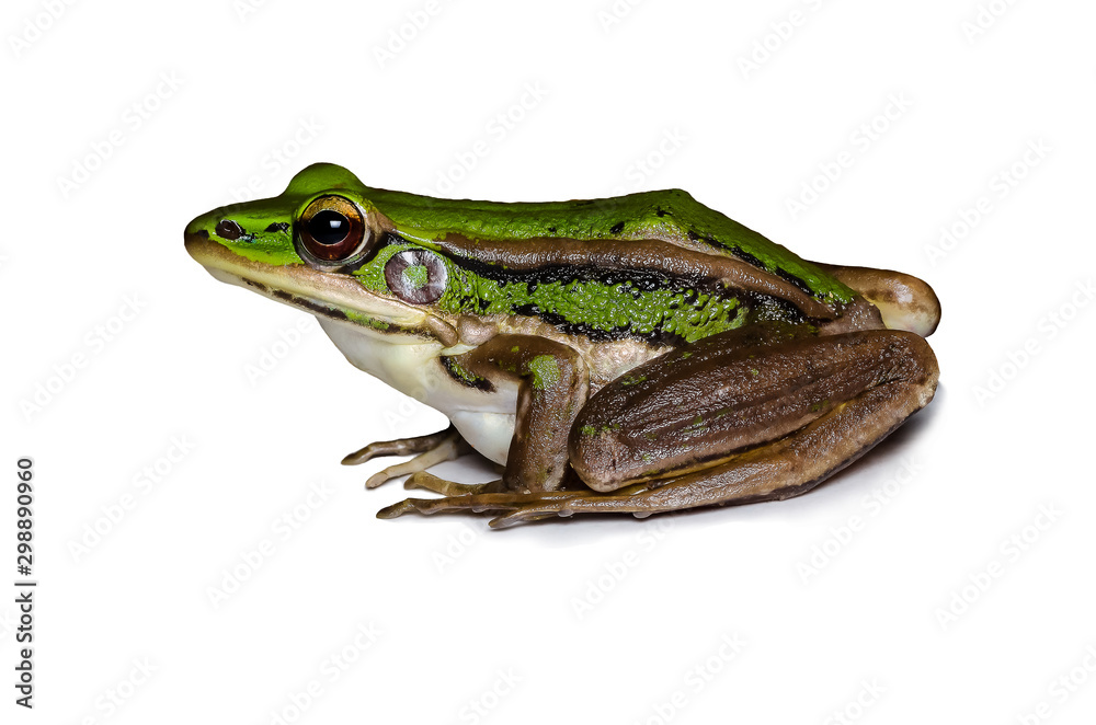Obraz premium Beautiful and strong Pool frog male (Pelophylax lessonae) isolated on white background