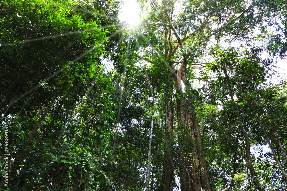 Fototapeta premium Forests with tall trees and light down