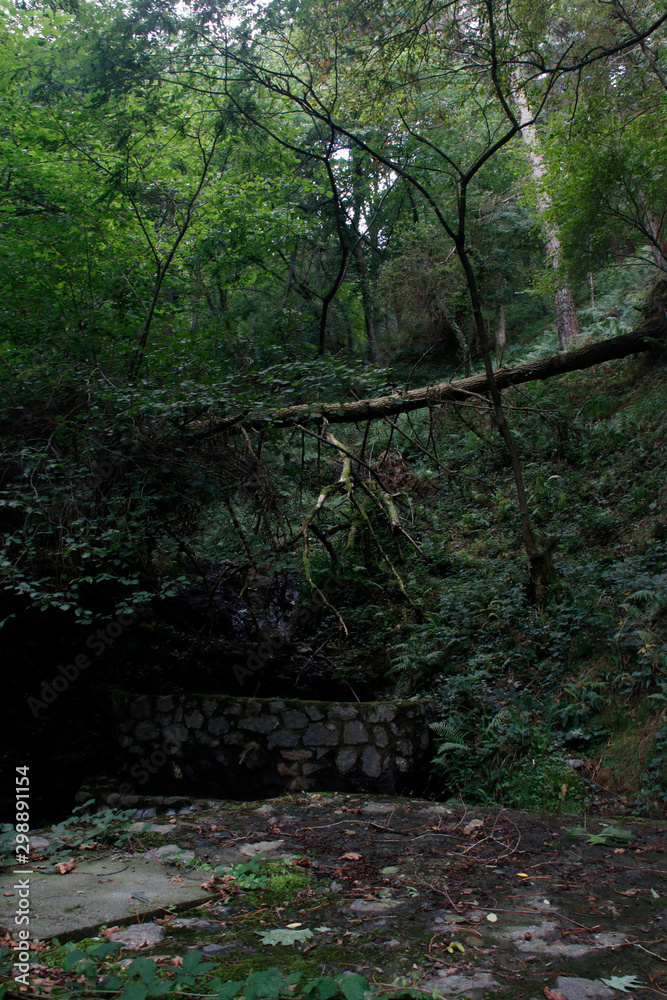 Forest in the suburbs of Bilbao Forest in the suburbs of Bilbao