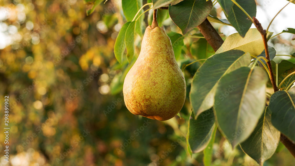 Beautiful fresh ripe juicy pears hang on a tree branch in the orchard for food or pear juice. Organic pears in natural environment. Crop of pears in summer garden. Eco, farm products.