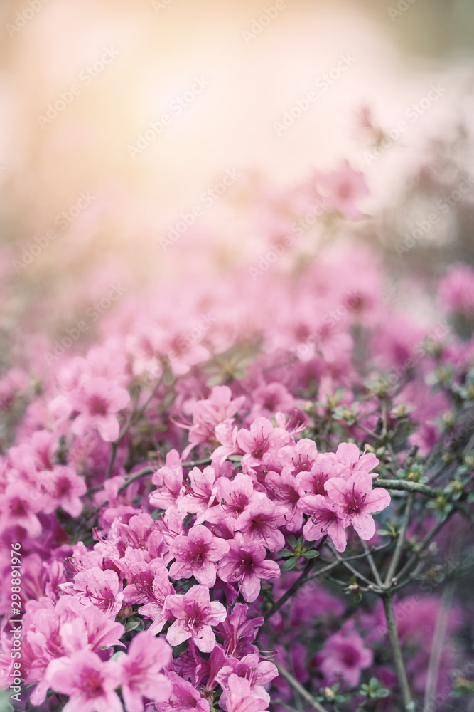 Soft Spring Flowers