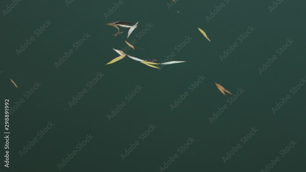 Yellow autumn willow leaves float in a lake on an emerald-colored water surface, background