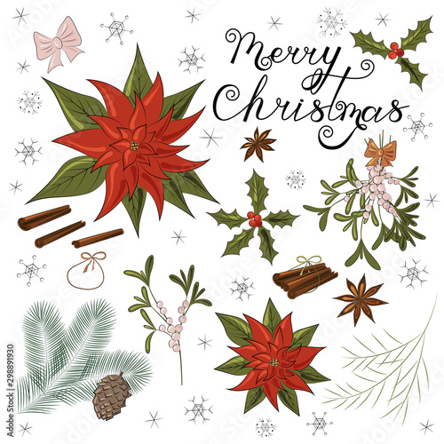 Christmas elements  poinsettia  mistletoe  holly  Christmas tree branches  fir cone  cinnamon sticks  anise  bows  ribbons.
