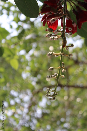 very beautiful and romantic red dadap flower photo