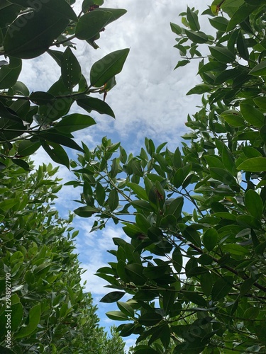 leaves of tree in spring