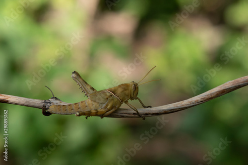 Image of Brown grasshopper, insect ,On a branch, on nature background. © KE.Take a photo