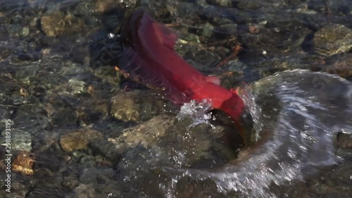Wild red salmon fish Sockeye Salmon (Oncorhynchus nerka) swimming in shallow water, splashing during spawning. Pacific salmon primarily red color and dying after they spawn. Slow motion.