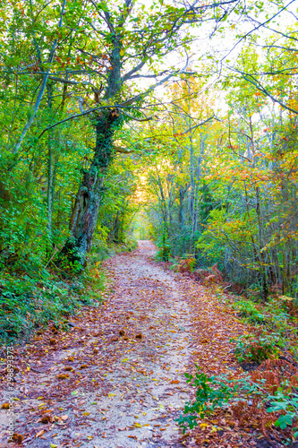 Road in the wood in autumn in Tuscany, Italy photo