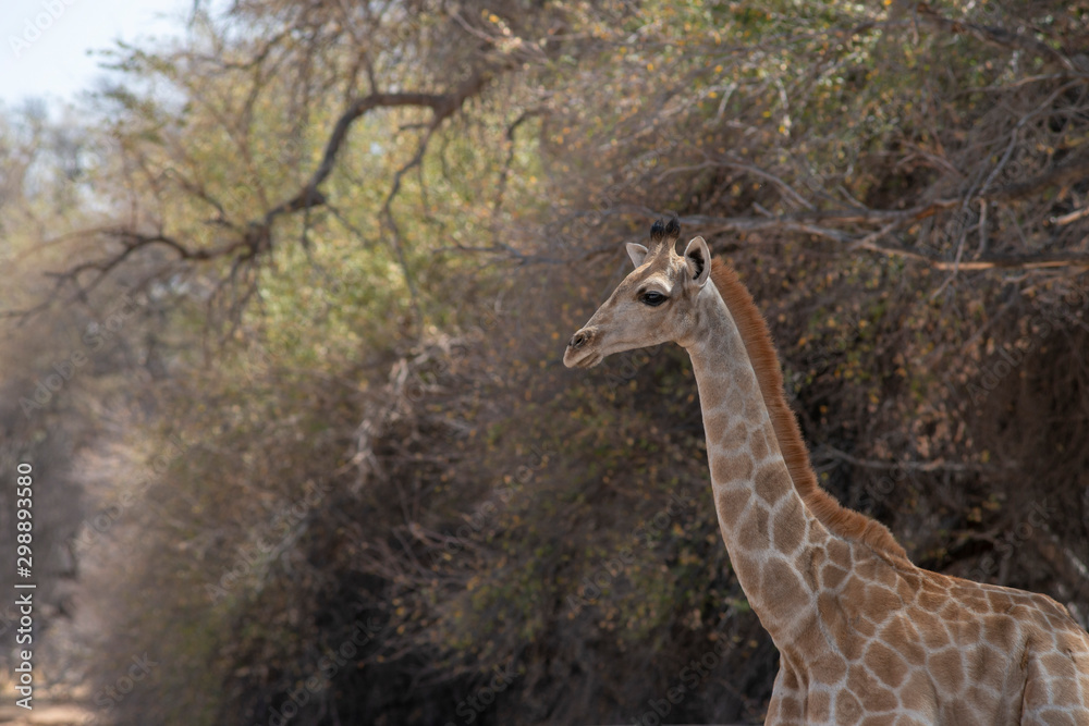 Obraz premium young giraffe in forest