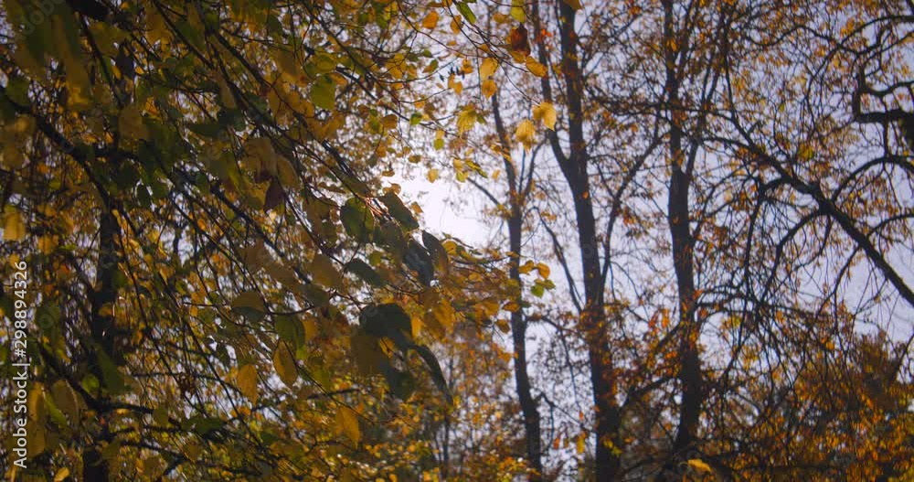 Autumn leaves, trees and park during midday shot in anamorphic slow motion 4K. Shot in anamorphic, it will need to be squeezed vertically or desqueezed horizontally by a factor of 1,25x Autumn leaves, trees and park during midday shot in anamorphic slow motion 4K. Shot in anamorphic, it will need to be squeezed vertically or desqueezed horizontally by a factor of 1,25x