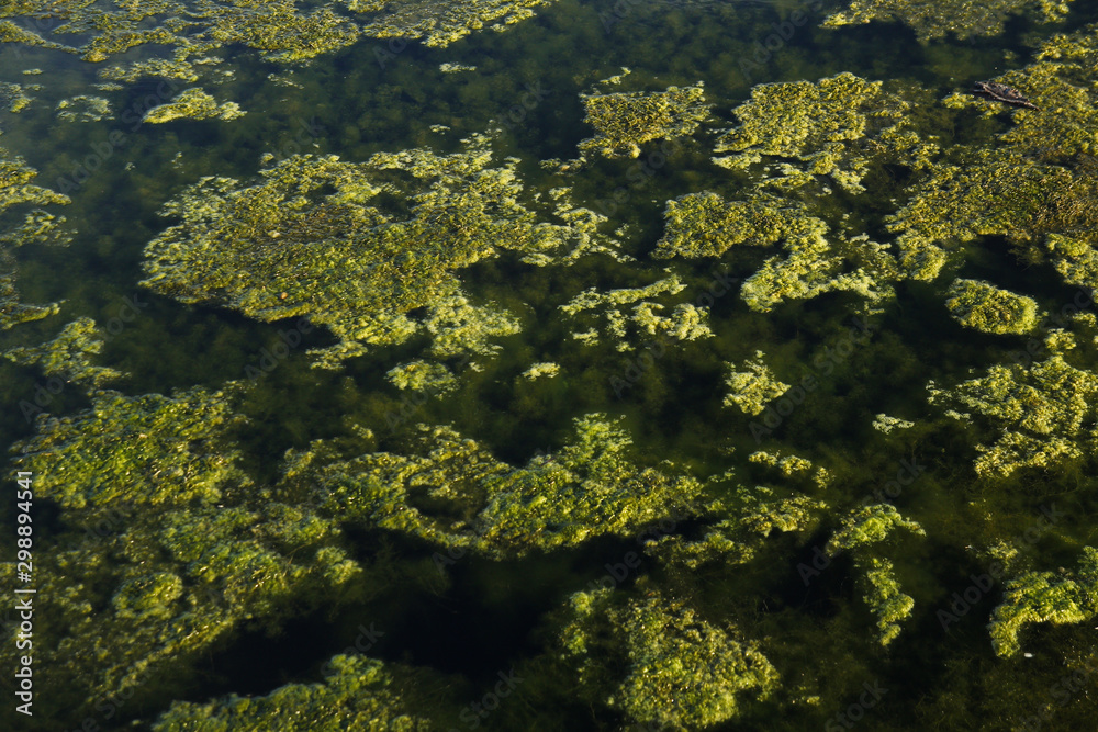 Bunch of moss in pond Bunch of moss in pond
