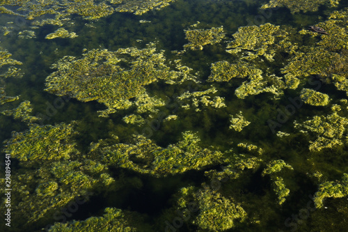 Bunch of moss in pond