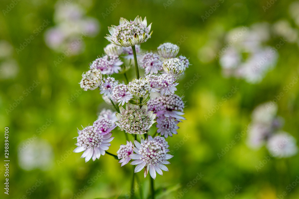 Astrantia major in Villach Alps botanical garden Astrantia major in Villach Alps botanical garden