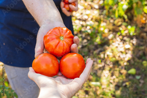 Female farmer hands give freshly picked tomatoes to someone. Healthy eating photo