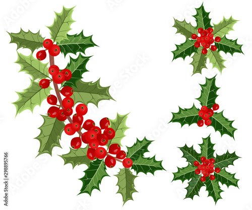 Holly berries, vector illustrations of holly branches with berries on white background for Christmas cards and decorative design.