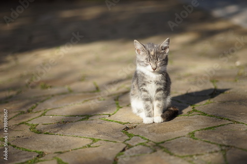 Obraz na plátne Beautiful ashen kitten sits on a old stone road with closed eyes, animals relaxation