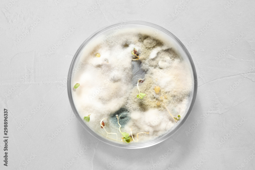 Germination and energy analysis of oat seeds in Petri dish on light table, top view. Laboratory research Germination and energy analysis of oat seeds in Petri dish on light table, top view. Laboratory research