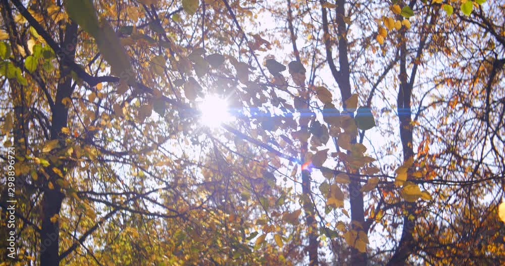 Autumn leaves, trees and park during midday shot in anamorphic slow motion 4K. Shot in anamorphic, it will need to be squeezed vertically or desqueezed horizontally by a factor of 1,25x Autumn leaves, trees and park during midday shot in anamorphic slow motion 4K. Shot in anamorphic, it will need to be squeezed vertically or desqueezed horizontally by a factor of 1,25x