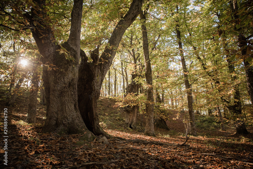 Chestnut Valley in Italy, Bologna, Emilia Romagna. Autumn 2019 Chestnut Valley in Italy, Bologna, Emilia Romagna. Autumn 2019