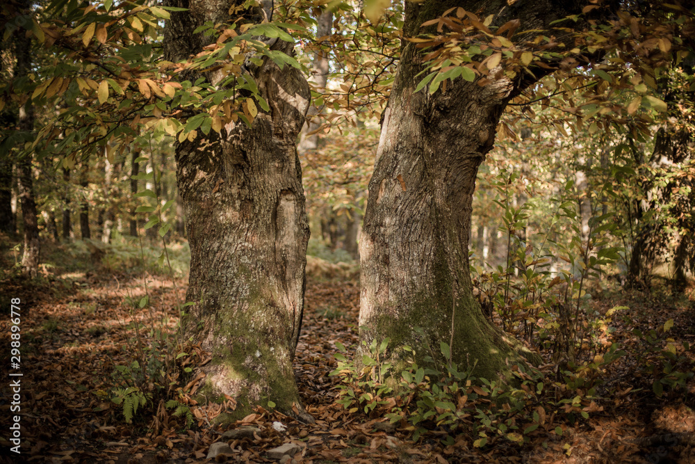 Chestnut Valley in Italy, Bologna, Emilia Romagna. Autumn 2019