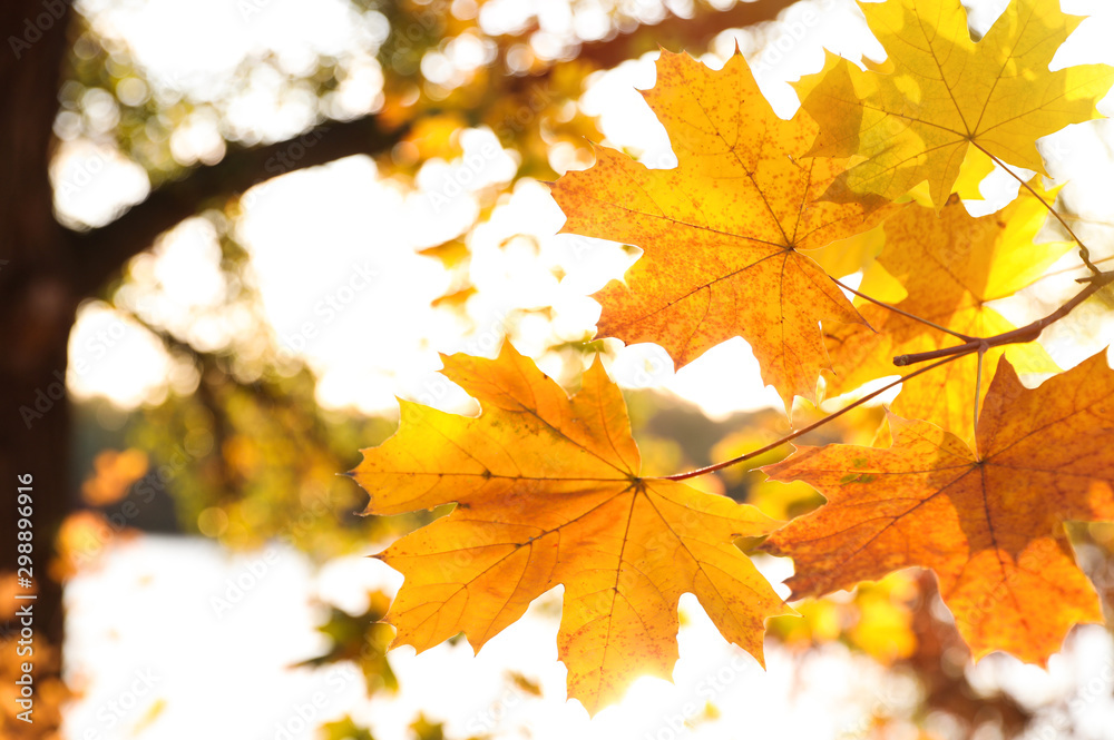 Tree branch with sunlit golden leaves in park, closeup. Autumn season Tree branch with sunlit golden leaves in park, closeup. Autumn season