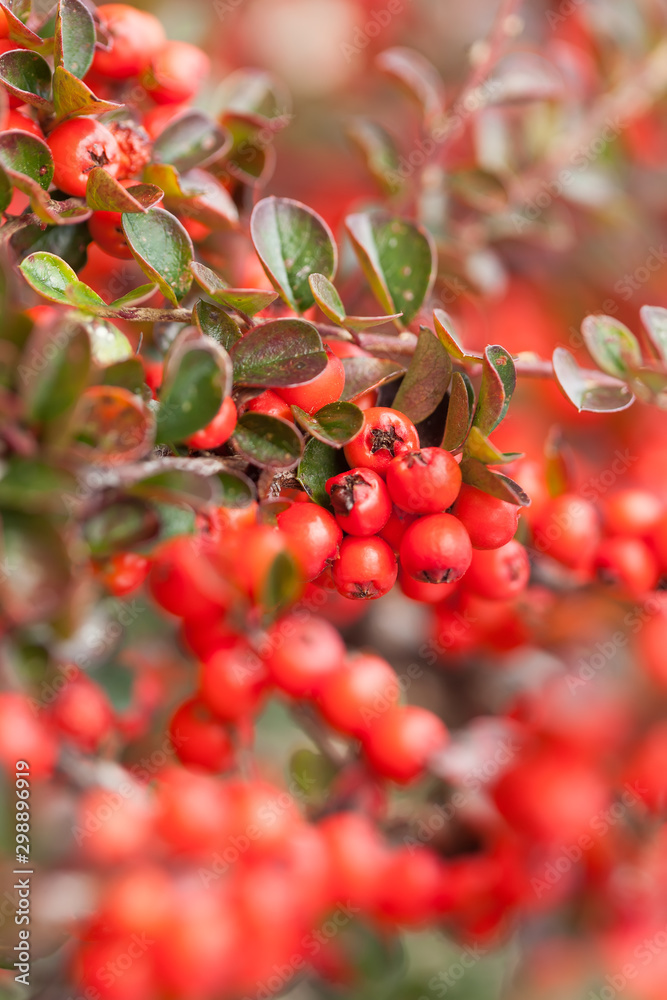cotoneaster with berries cotoneaster with berries