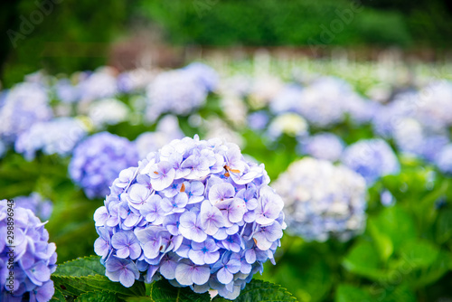 Hydrangea flower in Garden off Chiangmai Thailand photo