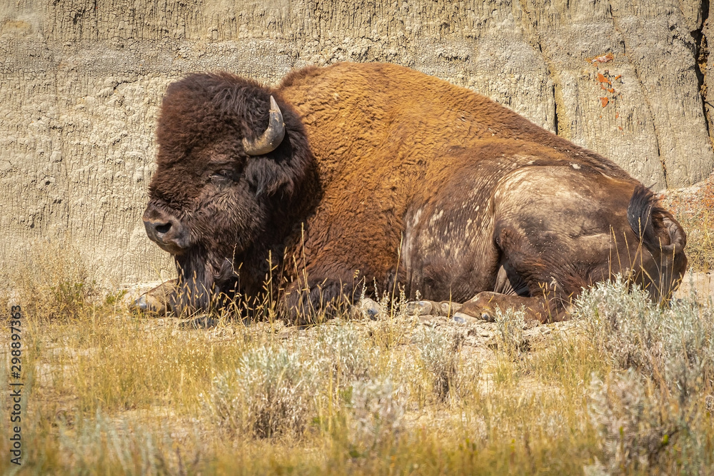 bison resting next to a rock