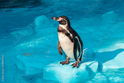 Adult Humboldt penguin standing on an artificial rock in a zoo pool. Image