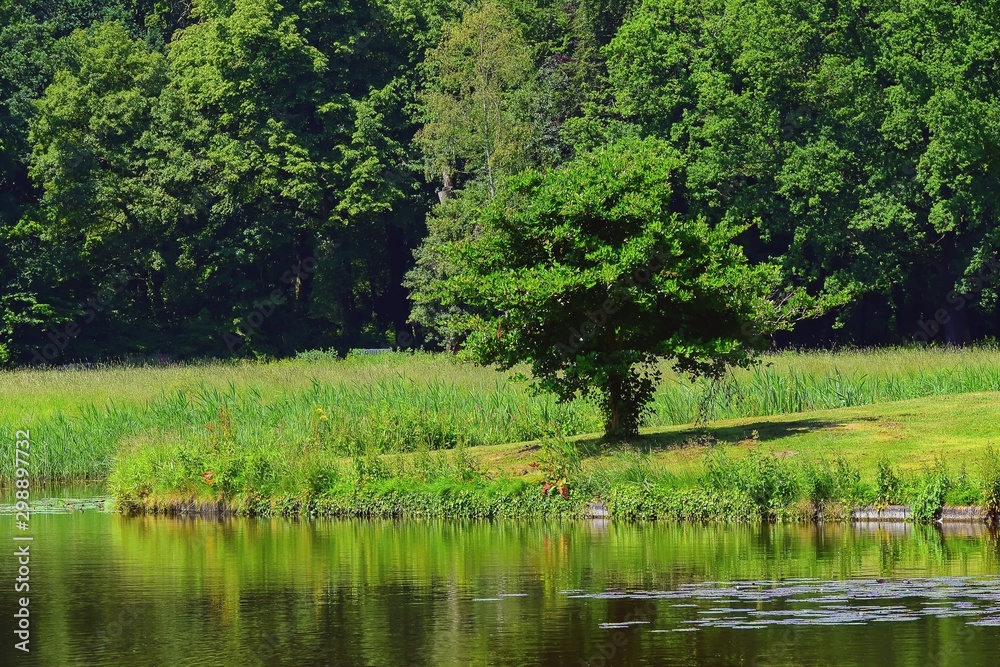 Tree on the bank of a pond...