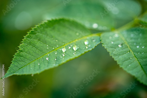 Green leaf with water drops for background. Nature and green plants consept. Closeup.
