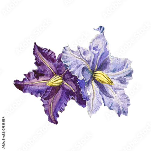 Nightshade (potato) violet flowers  watercolor illustration. Solanum botanical toxic medical herb purple blossoms. Blooming potato flowers isolated on white background.