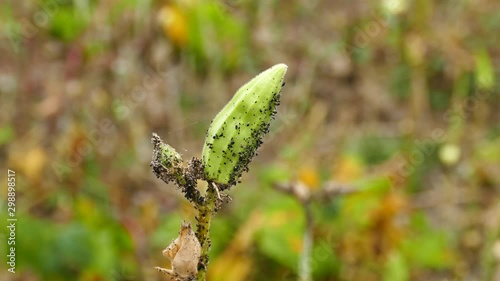 plant diseases, okra lice,gumbo lice, pest control,