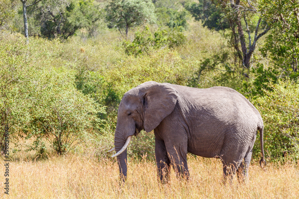 Big African Elephant in the savanna at the forest edge
