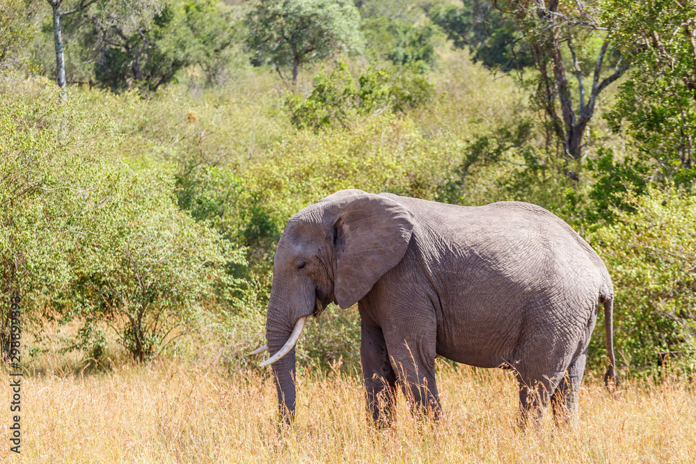 Big African Elephant in the savanna at the forest edge Big African Elephant in the savanna at the forest edge