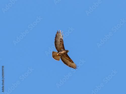 Common Buzzard flying against a clear blue sky