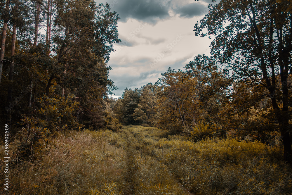 Autumn forest Autumn forest