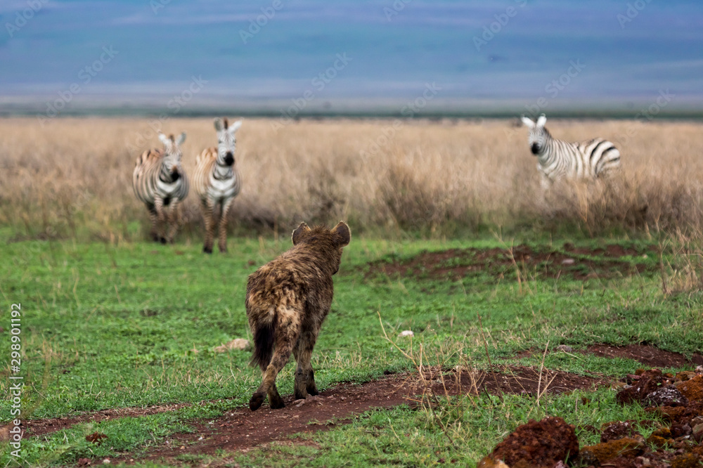 Fototapeta premium Hyäne gegen Zebra