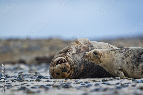 Kegelrobben (Halichoerus grypus) auf Helgoland