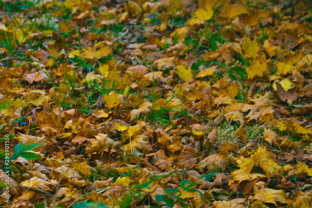 golden autumn leaves on ground background