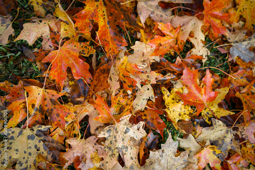 Close up of leaves on the ground during autumn