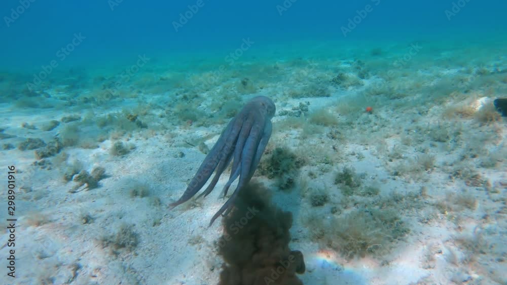 An octopus shooting ink while swimming away