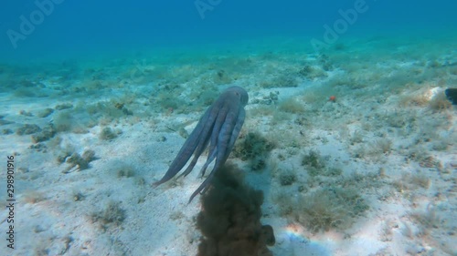 An octopus shooting ink while swimming away