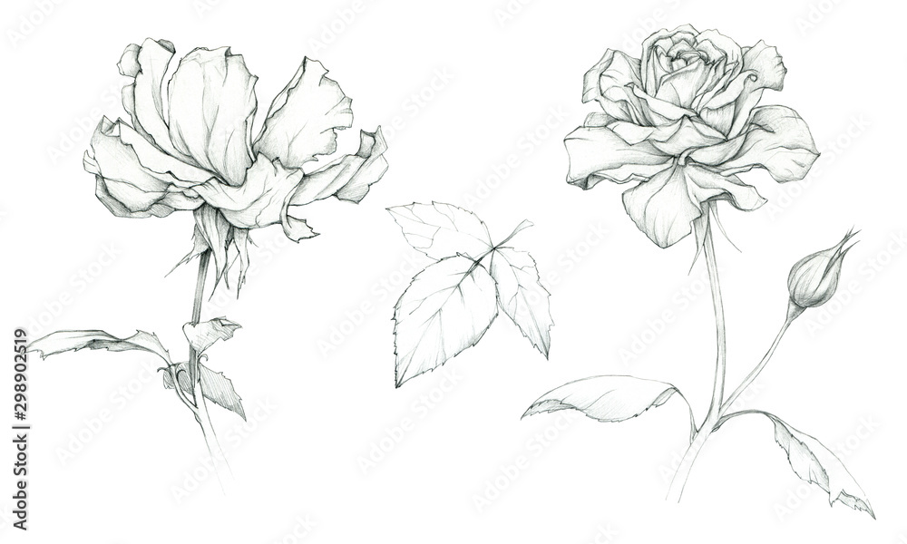 Hand drawing roses. Sketch. Pencil drawing Hand drawing roses. Sketch. Pencil drawing