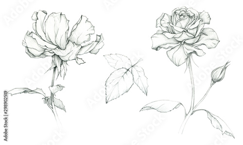 Hand drawing roses. Sketch. Pencil drawing