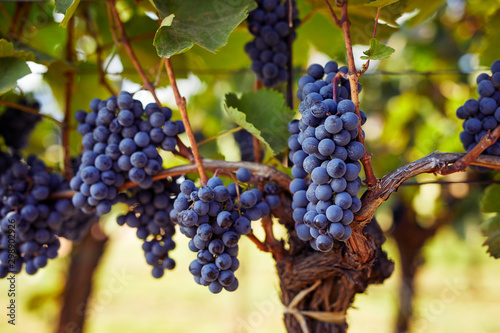 Ripe blue grapes hanging on vine