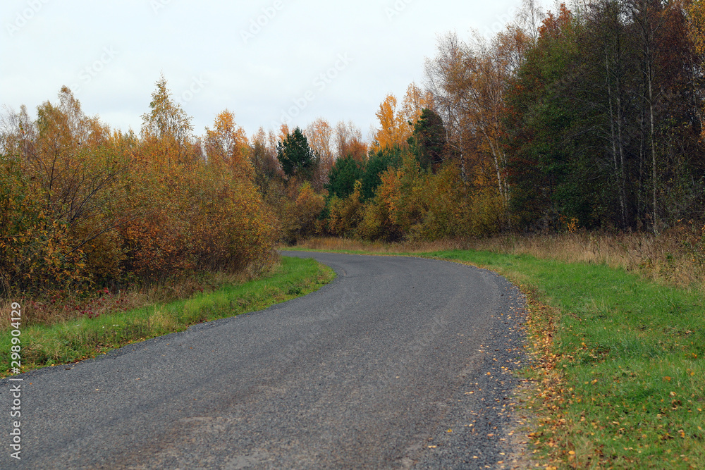 empty road in autumn forest